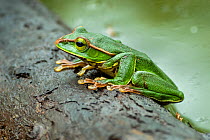 Gaoligongshan tree frog (Racophorus gongshanensis) Gaoligong Mountains National Nature Reserve, Yunnan Province, China.