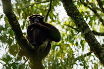 Skywalker hoolock gibbon / Gaoligong hoolock gibbon (Hoolock tianxing) Gaoligong Mountains National Nature Reserve, Yunnan Province, China