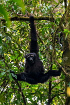 Skywalker hoolock gibbon / Gaoligong hoolock gibbon (Hoolock tianxing) hanging from tree, Gaoligong Mountains National Nature Reserve, Yunnan Province, China