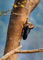 Wreathed hornbill (Rhyticeros undulatus) passing food into the nest, Yunnan province, China.