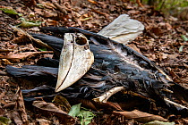 Dead Wreathed hornbill (Rhyticeros undulatus) Yunnan province, China.