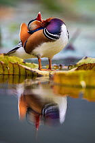 Mandarin duck (Aix galericulata) stretching neck back reflected in water, Yuyuantan Park, Beijing, China