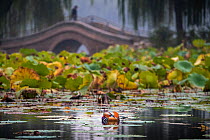 Mandarin duck (Aix galericulata) Yuyuantan Park, Beijing, China