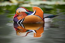 Mandarin duck (Aix galericulata) profile, Yuyuantan Park, Beijing, China