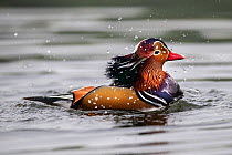 Mandarin duck (Aix galericulata) bathing, Yuyuantan Park, Beijing, China