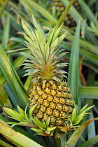 Pineapple growing in the &#39;Pineapple Sea&#39;, Xu Wen, Guangdong province, China