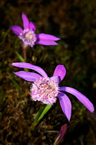 Hardy chinese orchid (Pleione limprichtii) Tangjiahe Nature Reserve, Sichuan, China.