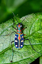 Blue-spotted or Golden-spotted tiger beetle (Cicindela aurulenta), Lamma Island, Hong Kong, China