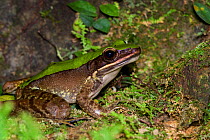 Green cascade frog (Odorrana chloronota) Victoria Peak, Hong Kong, China