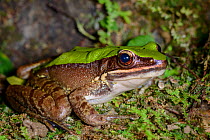 Green cascade frog (Odorrana chloronota) Victoria Peak, Hong Kong, China