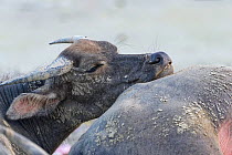Wild buffalos (Bubalus arnee) Pui O, Lantau Island, Hong Kong, China