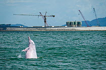 Indo-Pacific humpback dolphin (Sousa chinensis) Tai O, western side of Lantau Island, Hong Kong, China