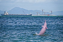 Indo-Pacific humpback dolphin (Sousa chinensis) leaping, Tai O, western side of Lantau Island, Hong Kong, China