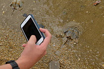 Person taking picture of Horseshoe crab (Tachypleus tridentatus) release event oragnized by Ocean Park Conservation Foundation, Hak Pak Nai beach, Yue Long, Hong Kong, China