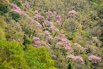 Chinese redbud (Cercis chinensis) in flower, Tangjiahe Nature Reserve, Sichuan, China.