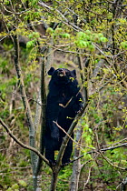 Asian black bear (Ursus thibetanus) climbing small tree to feed on leaves, Tangjiahe Nature Reserve, Sichuan, China.