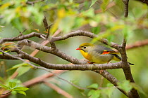 Red-billed leiothrix (Leiothrix lutea) perched on branch Tangjiahe Nature Reserve, Sichuan, China.