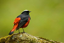 White-capped redstart (Chaimarrornis leucocephalus) sitting on stone in Tangjiahe Nature Reserve, Sichuan, China.