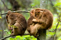 Tibetan macaques (Macaca thibetana) babies playing, Tangjiahe Nature Reserve, Sichuan, China.