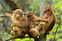 Tibetan macaques (Macaca thibetana) babies playing, Tangjiahe Nature Reserve, Sichuan, China.