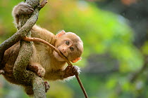 Tibetan macaque (Macaca thibetana) baby playing in tree, Tangjiahe Nature Reserve, Sichuan, China.