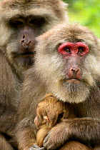Tibetan macaques (Macaca thibetana) male and female with baby, Tangjiahe Nature Reserve, Sichuan, China.