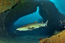 Sand tiger / grey nurse sharks (Carcharias taurus) on the reef of Aliwal shoal with a diver in the background, Kwazulu-Natal, South Africa