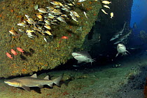 Sand tiger / Grey nurse sharks (Carcharias taurus) on ree fwith a school of Striped grunters (Pomadasys striatus) and a few Epaulette soldierfish (Myripristis kuntee) Kwazulu-Natal, South Africa