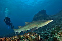 Sand tiger / Grey nurse shark (Carcharias taurus) on the reef of Aliwal shoal with a diver in the background. Kwazulu-Natal, South Africa