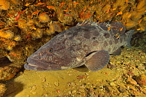 Potato cod (Epinephelus tukula) Kwazulu-Natal, South Africa.