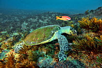 Green turtle (Chelonia mydas) feeding on the reef with a tarry or saddleback hogfish or blackspot wrasse (Bodianus bilunulatus) Kwazulu-Natal, South Africa.