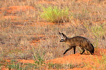 Bat-eared fox (Otocyon megalotis), Kgalagadi Transfrontier Park, South Africa.