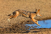 Blackbacked jackal (Canis mesomelas), Kgalagadi Transfrontier Park, South Africa.