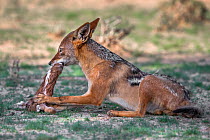 Blackbacked jackal (Canis mesomelas) eating carrion, Kgalagadi Transfrontier Park, South Africa.