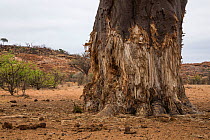 Baobab (Adansonia digitata) tree with elephant damage, Mapungubwe national park, Limpopo, South Africa.