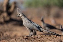 Grey go-away bird (Corythaixoides concolor), Mashatu game reserve, Botswana.