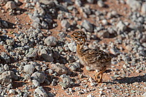 Northern black korhaan (Afrotis afraoides) chick camouflaged, Kgalagadi Transfrontier Park, South Africa.