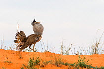 Kori bustard (Ardeotis kori) displaying, Kgalagadi Transfrontier Park, South Africa.