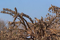 Red-billed quelea (Quelea quelea) flock, Mashatu game reserve, Botswana.