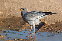 Pale chanting goshawk (Melierax canorus) at water, Kgalagadi Transfrontier Park, South Africa.