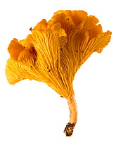 Chanterelle (Cantharellus cibarius) fungus on white background, Wester Ross, Scotland, UK. October.