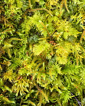 Wilson&#39;s filmy fern (Hymenophyllum wilsonii) with assorted mosses, Loch Maree, Wester Ross, Scotland, UK, May.