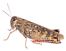 Italian locust (Calliptamus italicus) against white background, Burgundy, France, August.