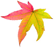 Liquidambar / Sweetgum (Liquidambar styraciflua) tree leaf changing to autumn colour, France