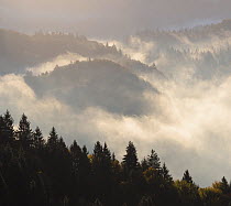 Dawn in a misty valley, Jamnik, Slovenia, October 2019..