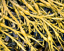 Knotted wrack (Ascophyllum nodosum) Wester Ross, Scotland