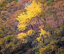 Aspen (Populus tremula) Wester Ross, Scotland, UK. November.