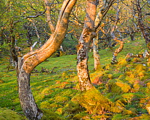 Sessile oak trees (Quercus petraea) Loch na Keal, Mull, Scotland