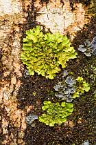 Tree lungwort (Lobaria pulmonaria) Crinan Wood, Crinan, Argyll, Scotland, UK, July.