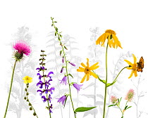 Selection of wildflowers against white background, including Thistle (Cirsium), Common rockrose (Helianthemum chamaecistus), Meadow clary (Salvia pratensis) Creeping hairbell (Campanula rapunculoides)...